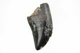 Serrated, Theropod (Raptor) Tooth - Judith River Formation #217186-1